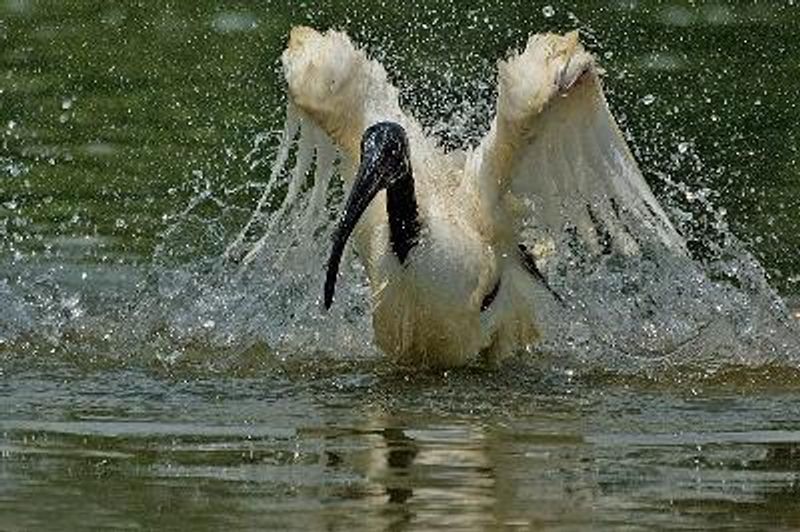 Black headed Ibis