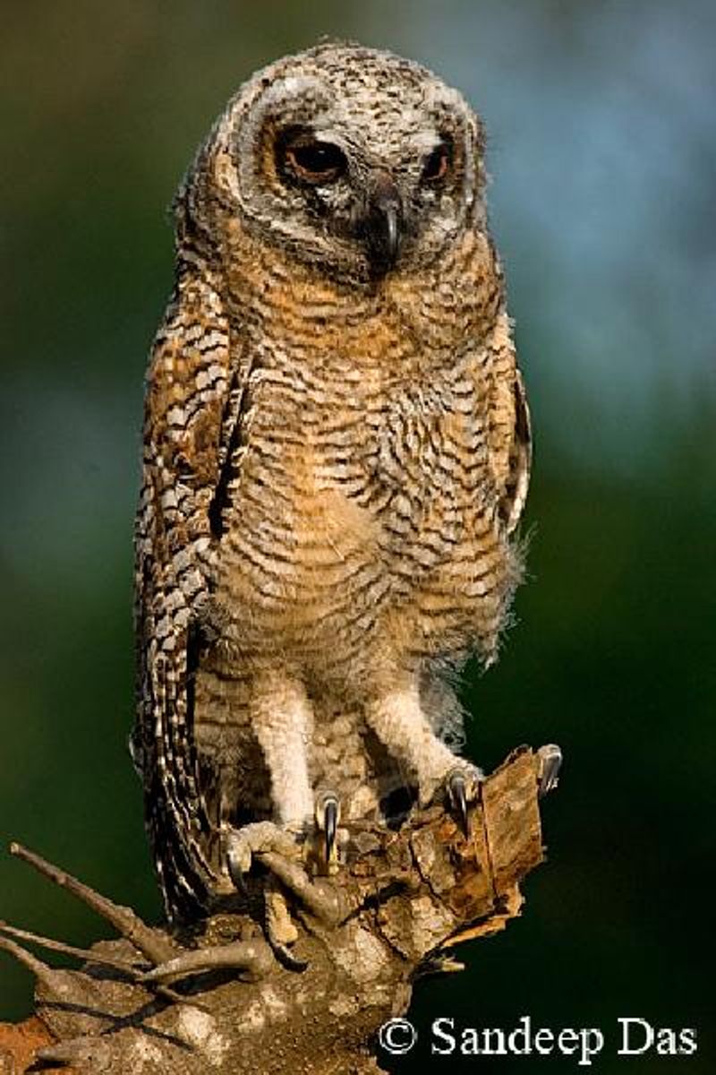 Mottled Wood Owl