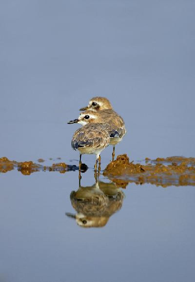 Greater Sand Plover