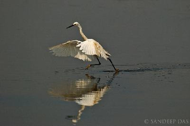 Little Egret