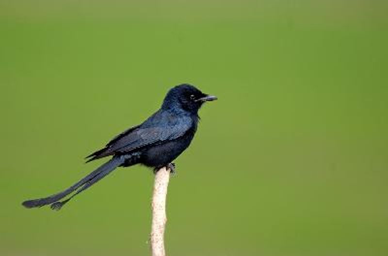 Black Drongo