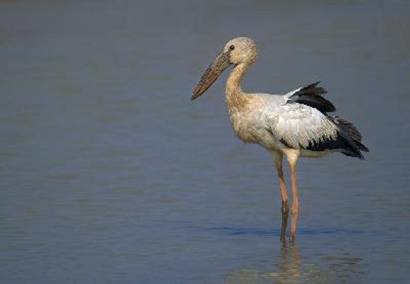 Asian Openbill