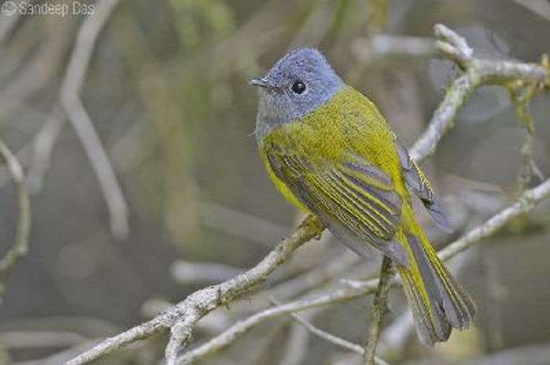 Grey headed Canary flycatcher