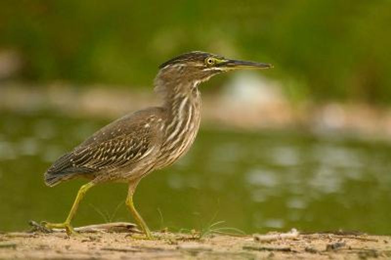 Striated Heron