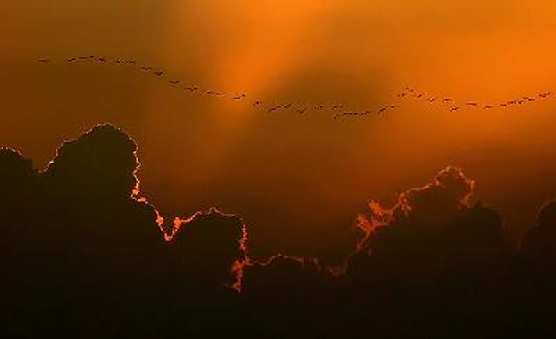 Black headed Ibis