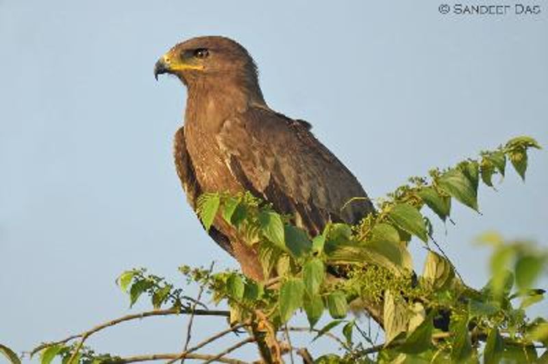 Indian Spotted Eagle