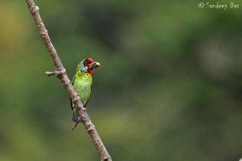 Malabar Barbet