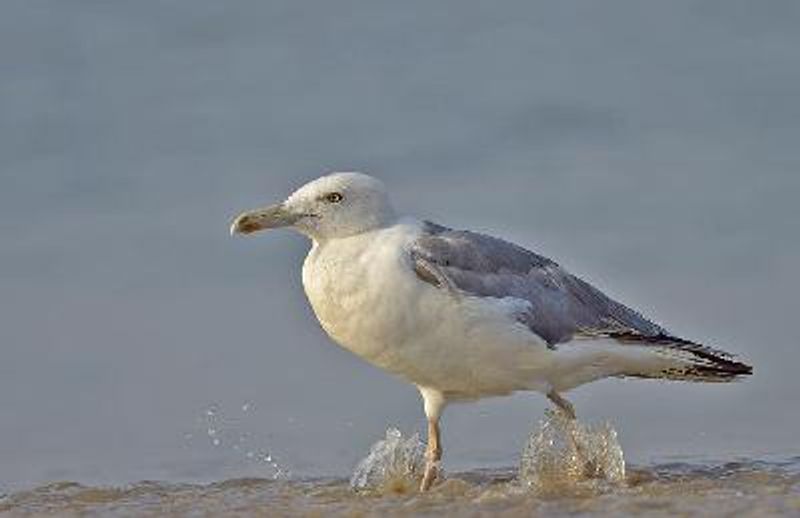 Pallas's Gull