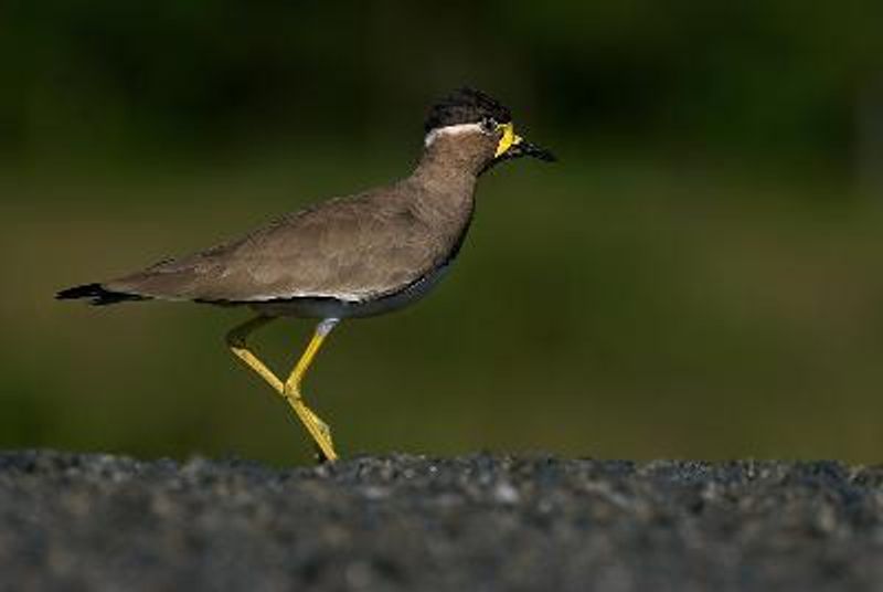 Yellow wattled Lapwing