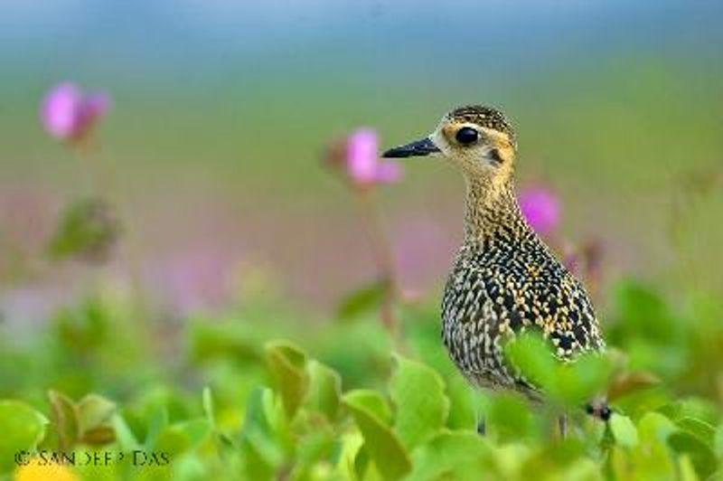 Pacific Golden Plover