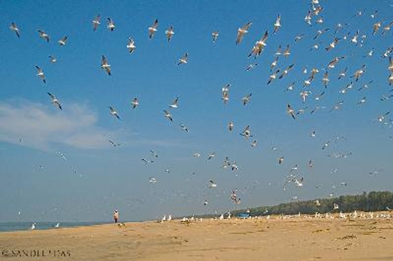 Black headed Gull