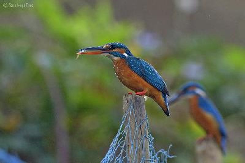 Common Kingfisher