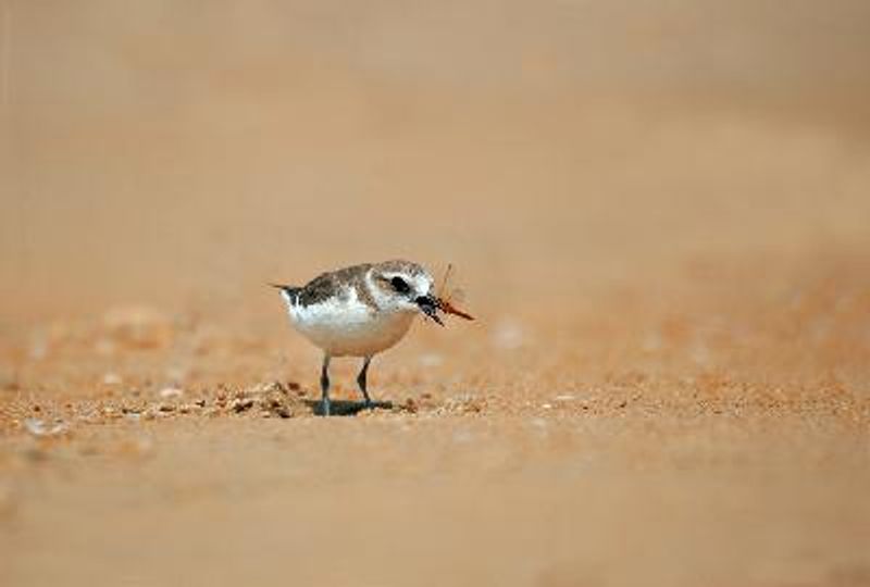 Kentish Plover