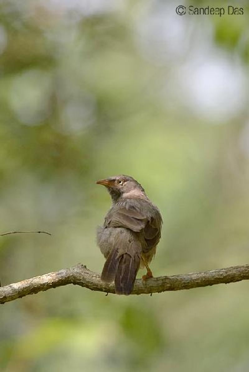 Jungle Babbler