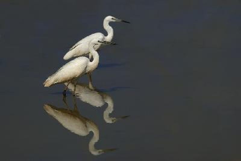 Little Egret