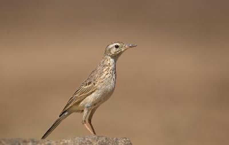 Richard's Pipit