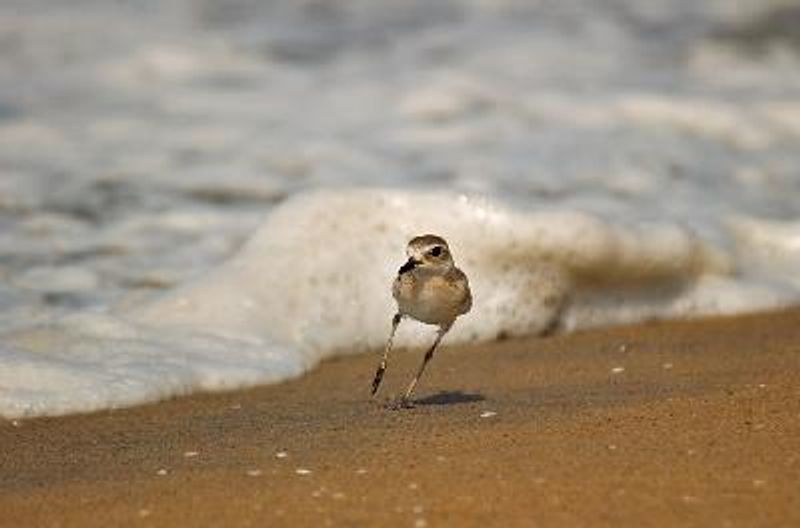 Lesser Sand Plover