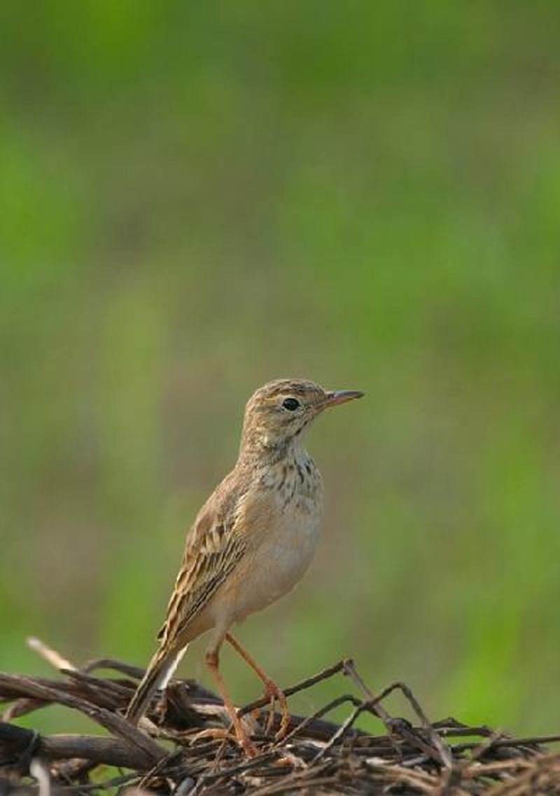 Paddyfield Pipit