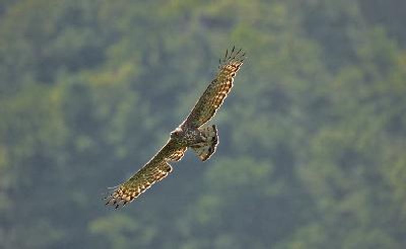 Crested Hawk Eagle