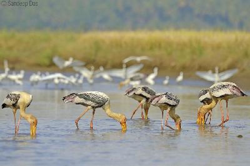 Painted Stork