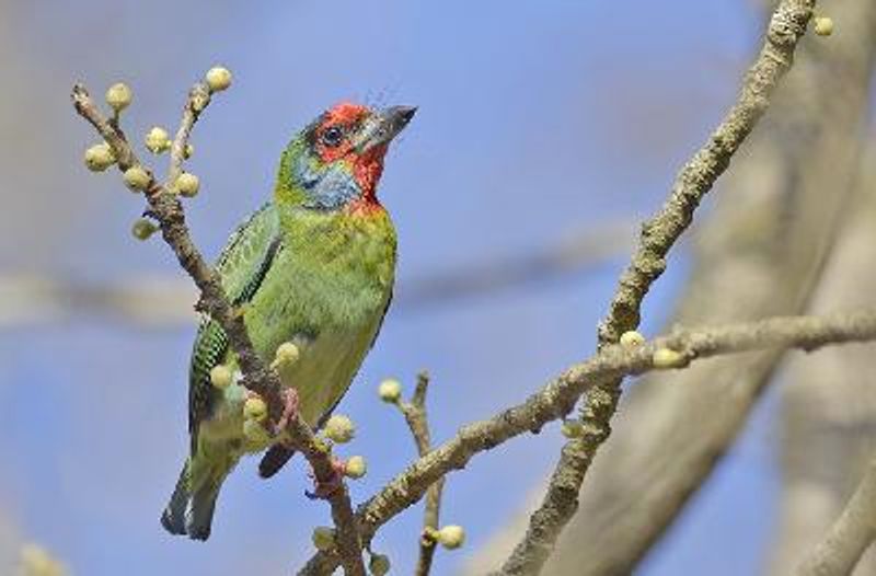 Malabar Barbet