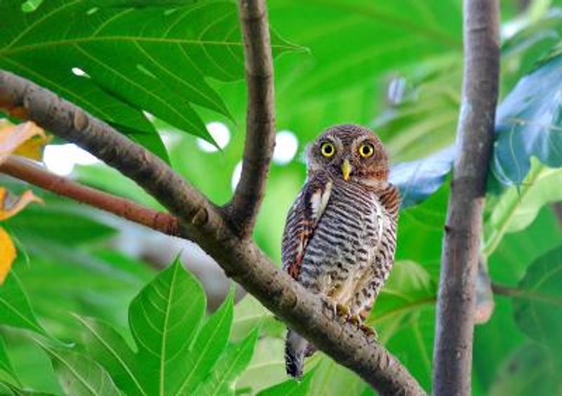 Jungle Owlet