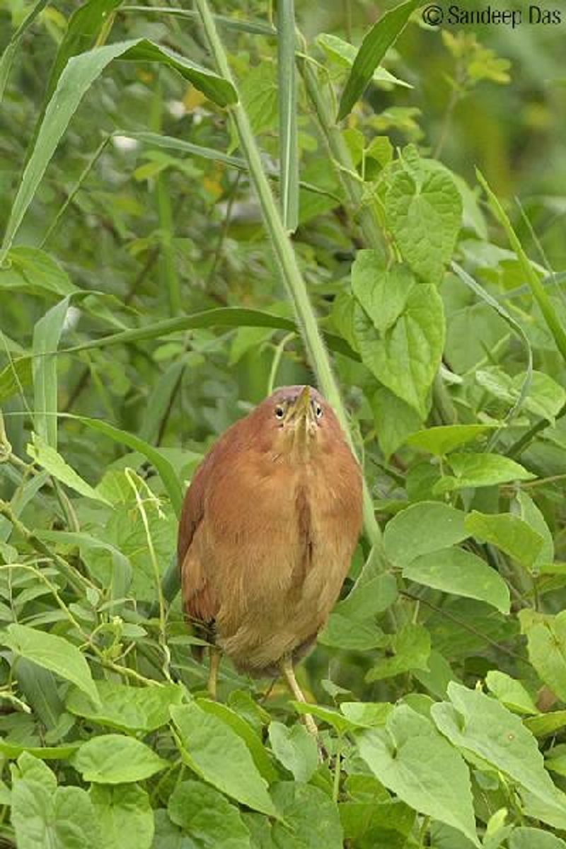 Cinnamon Bittern