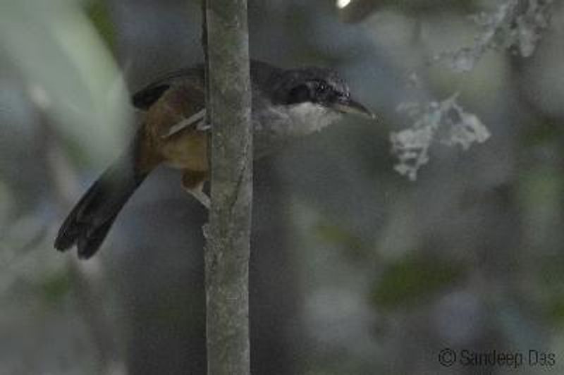 Wynaad Laughing thrush