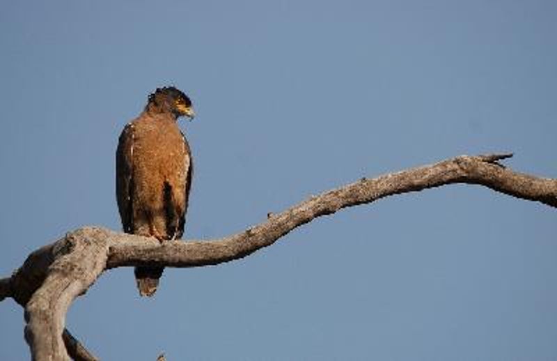 Crested Serpent Eagle