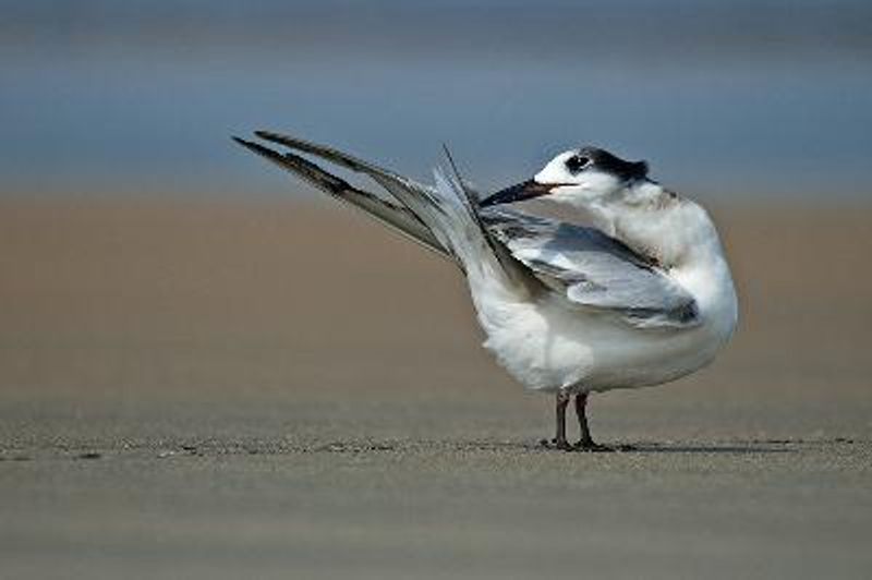 Common Tern