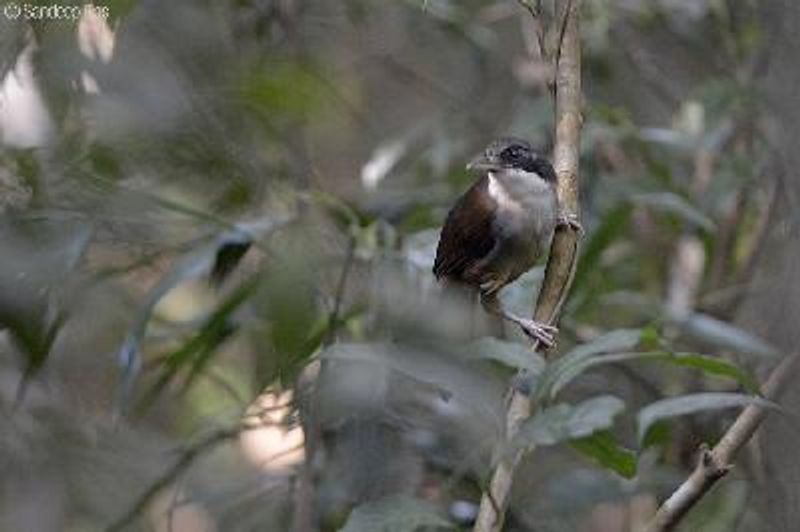 Wynaad Laughing thrush