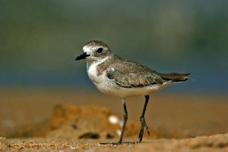 Greater Sand Plover