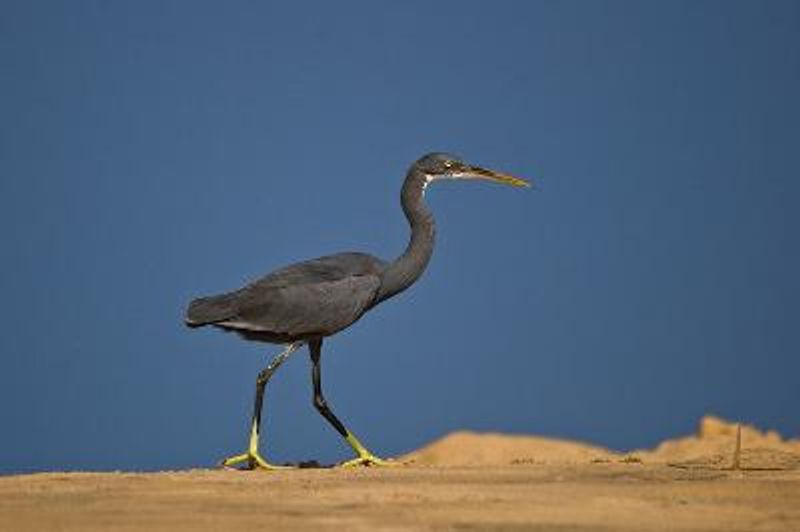 Western Reef Egret