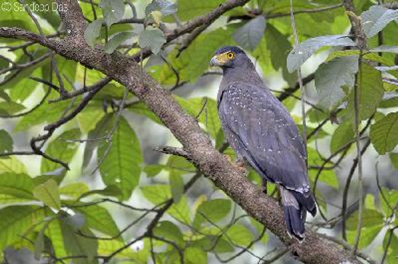 Crested Serpent Eagle