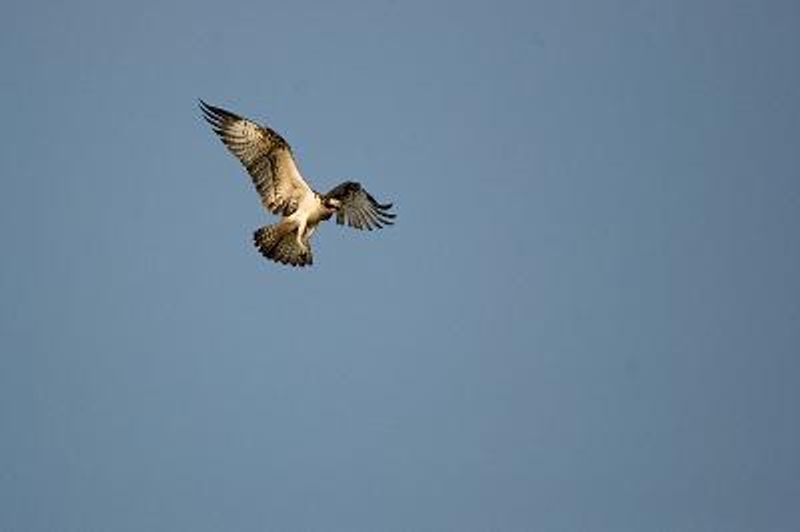 Osprey