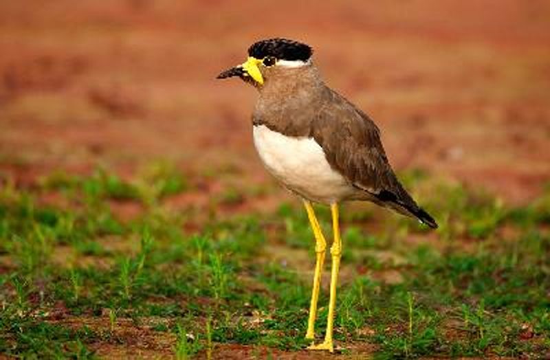 Yellow wattled Lapwing