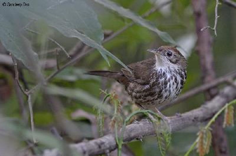 Puff throated Babbler