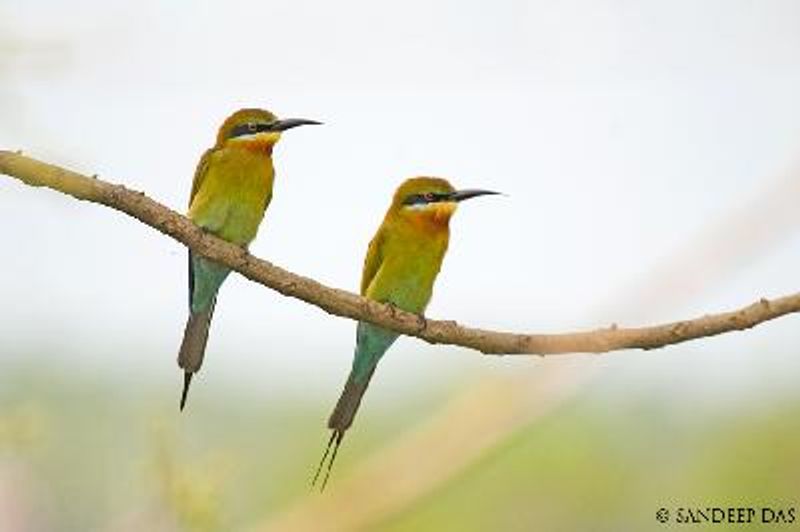 Blue tailed Bee eater