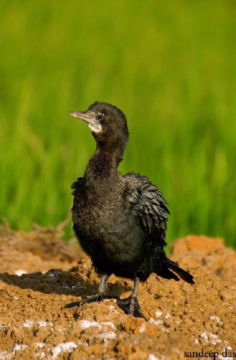 Little Cormorant