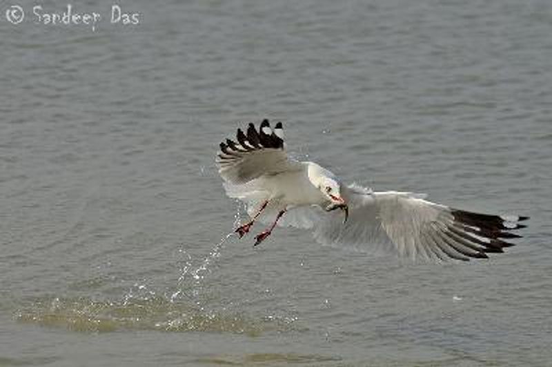 Brown headed Gull