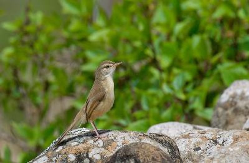 Plain Prinia