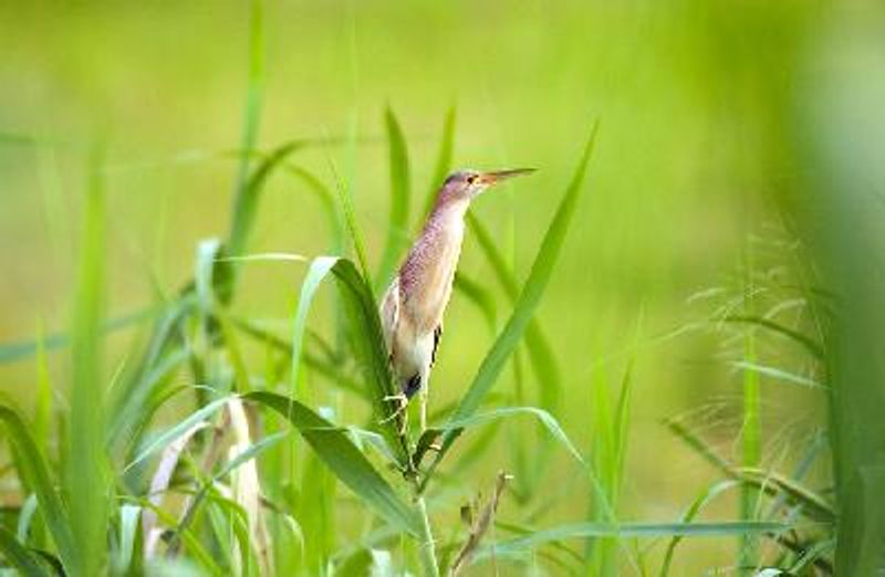 Yellow Bittern
