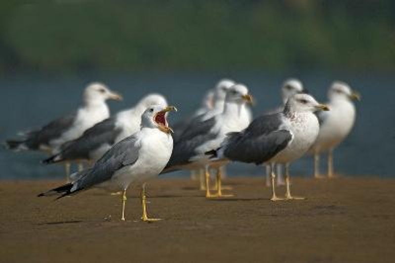 Pallas's Gull