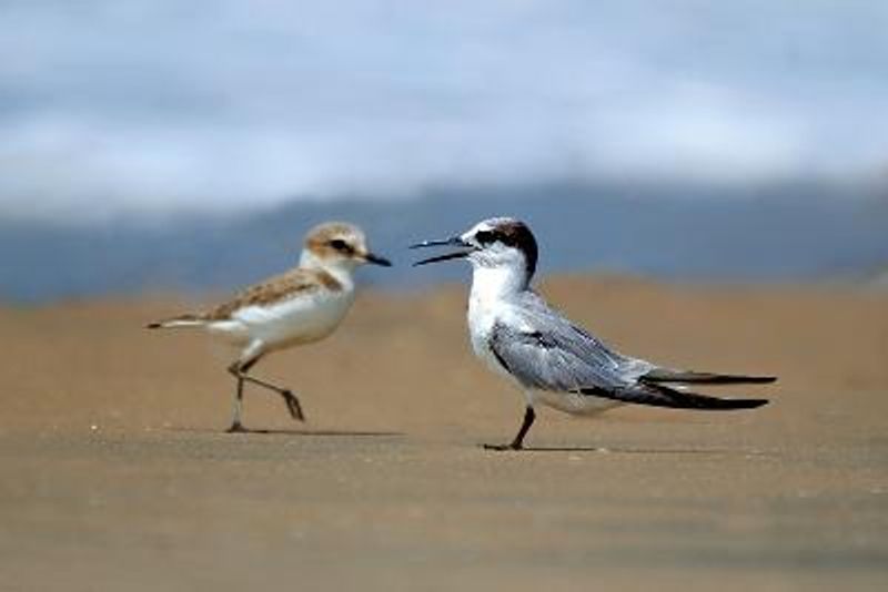 Little Tern