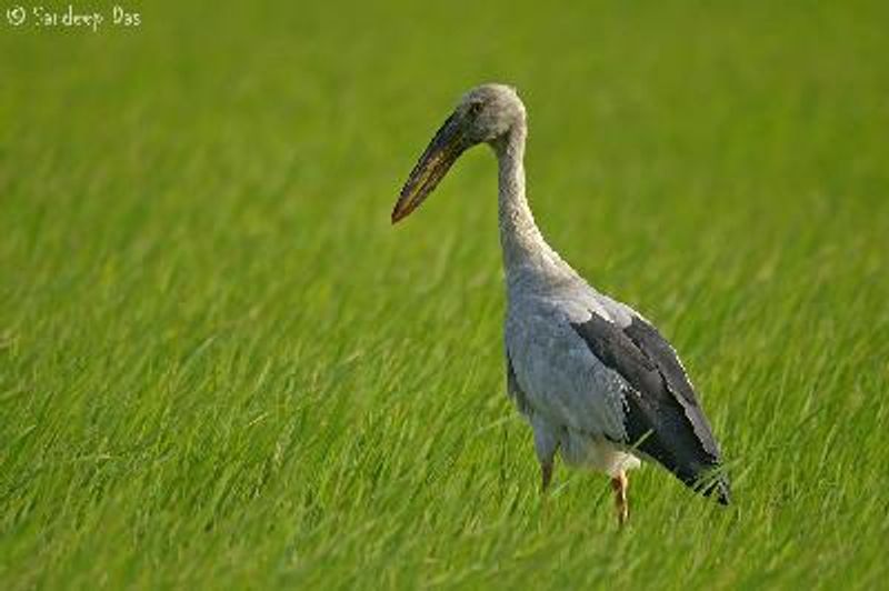 Asian Openbill