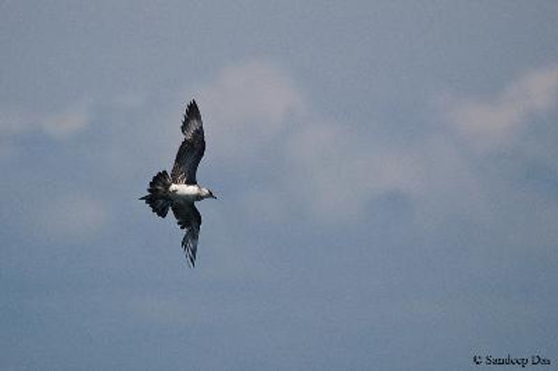 Arctic Skua