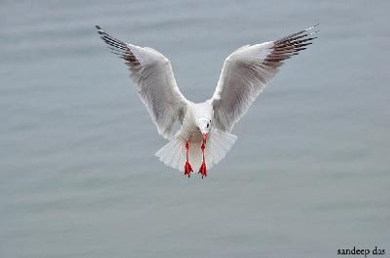 Brown headed Gull