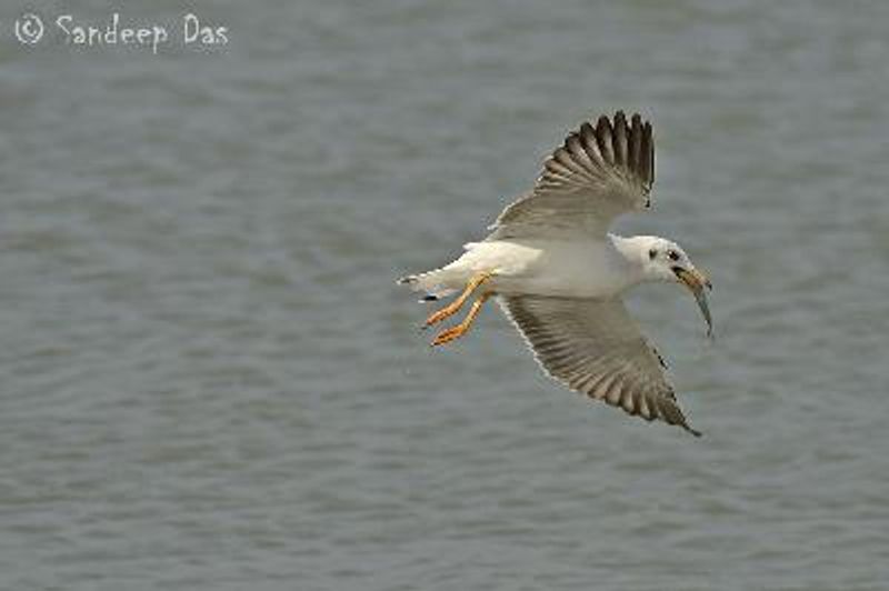 Black headed Gull