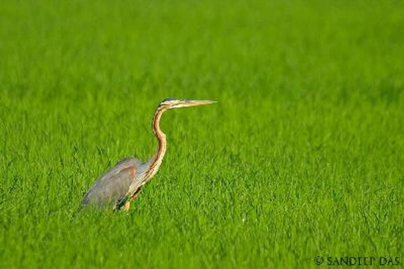 Purple Heron