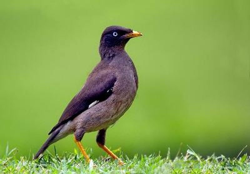 Jungle Myna